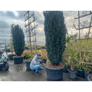 Tis obyčajný (Taxus baccata) ´BLACK TOWER´ - výška 250-300 cm, Ø 100 cm, kont. C285L - EXEMPLÁR